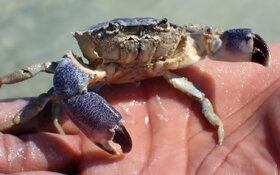 stone crab.jpg