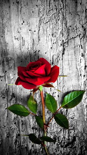 HD-wallpaper-red-rose-beautiful-red-rose-flowers.jpg