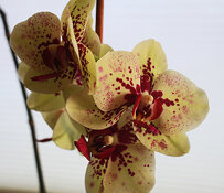 orchid.jpg
