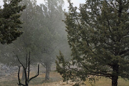 juniper pollen cloud 2023.jpg