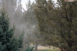 juniper pollen cloud2 2023.jpg