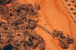 back strip shavings.jpg