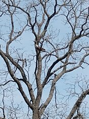 IMG_20230514_152930744.jpg