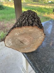 Cut tree at Steves place - fresh cut.jpg