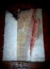 boxelder burl.jpg