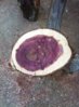2013 cedar harvest18 small.jpg