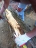 2013 cedar harvest11small.jpg