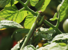 praying mantis on tomato bush.jpg
