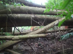 wood harvesting 048.webp