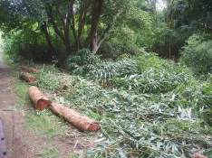 wood harvesting 012.webp