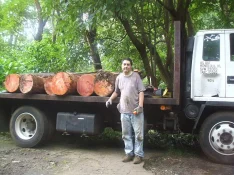 wood harvesting 014.webp