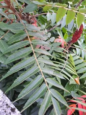 20241001_081818.webp