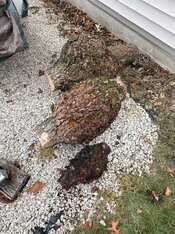 Burls from DeSoto.jpg