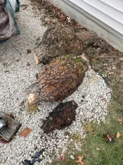 Burls from DeSoto.webp