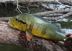 azul on tree log.jpg