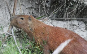 capybara climbing slope.jpg