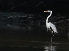 cocoi heron.jpg