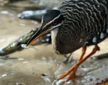 sun bittern with fish3.jpg