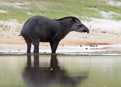 tapir standing in river.jpg