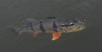 temensis in water.jpg
