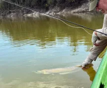 arowana release.webp