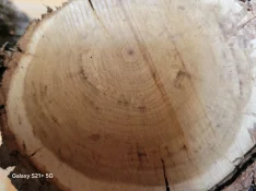 20250331_120433.jpg