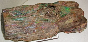 Precious_opal_(Virgin_Valley_Formation,_Middle_Miocene;_Virgin_Valley,_northwesern_Nevada,_USA...jpg
