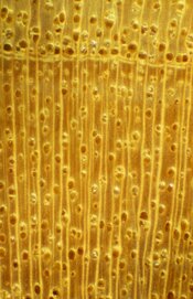 IW rhus typhina.jpg