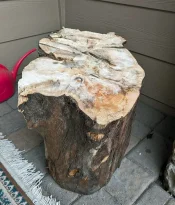 aspen stump side.jpg