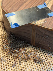 scraper and shavings from back binding.jpg