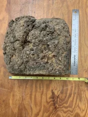 IMG_8961.jpeg