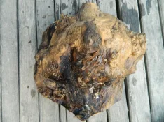 DSCN7850.webp
