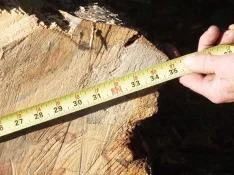 duck-spalted-002.webp