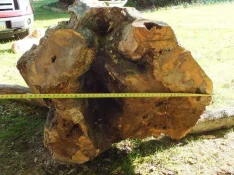 duck-spalted-004.webp
