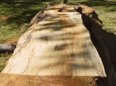 duck-spalted-011.webp