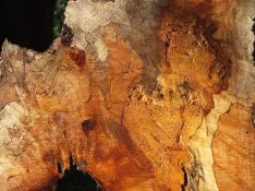 duck-spalted-013.webp