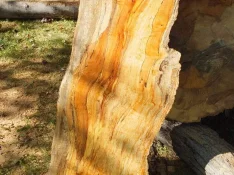 duck-spalted-014.webp