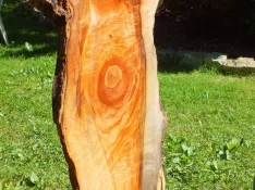 duck-spalted-020.webp