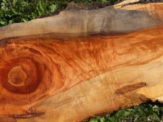 duck-spalted-021.webp