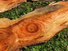 duck-spalted-022.webp