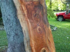 duck-spalted-031.webp