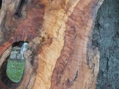 duck-spalted-032.webp