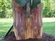 duck-spalted-033.webp