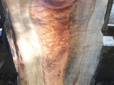 duck-spalted-036.webp