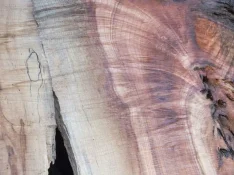 duck-spalted-037.webp