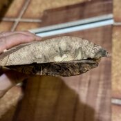 IMG_0012.jpeg