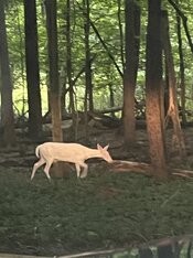 IMG_6566.jpeg