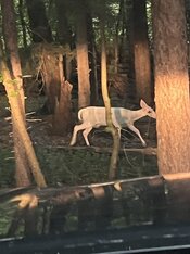 IMG_6567.jpeg