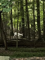 IMG_6562.jpeg
