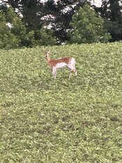 IMG_3057.jpeg